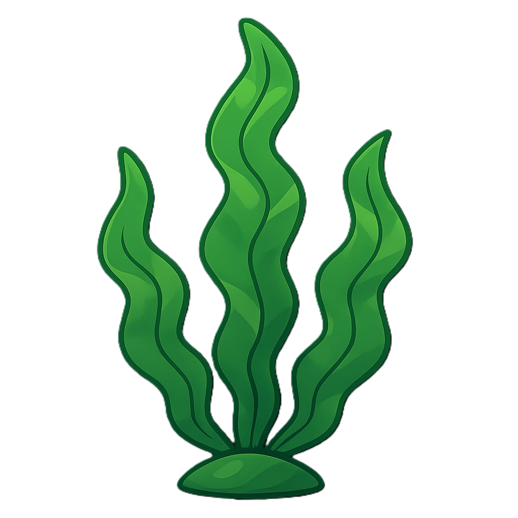 Kelp