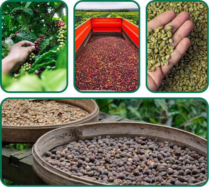 A bag of freshly roasted Ethiopian coffee beans