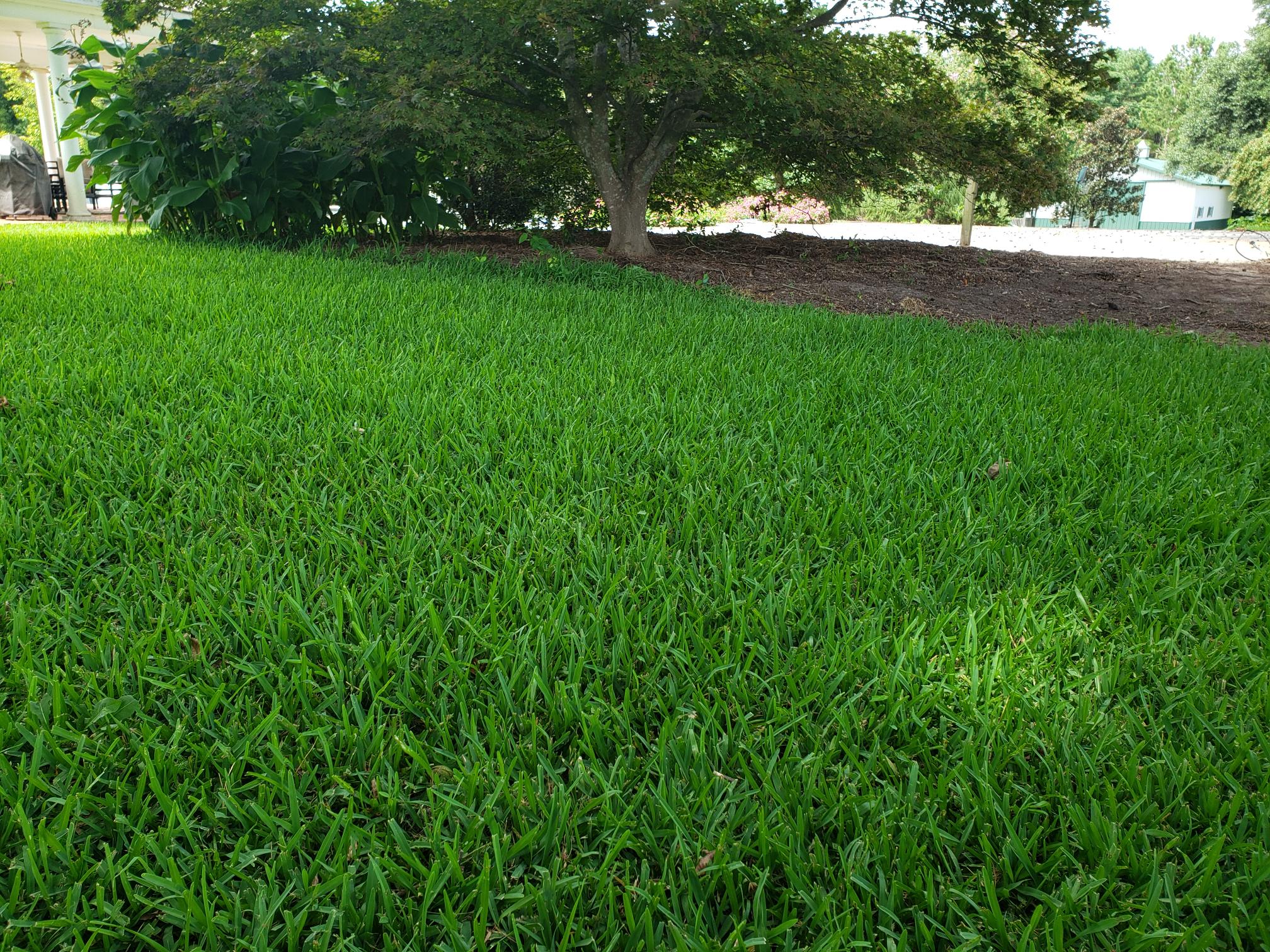 Grass Image 3