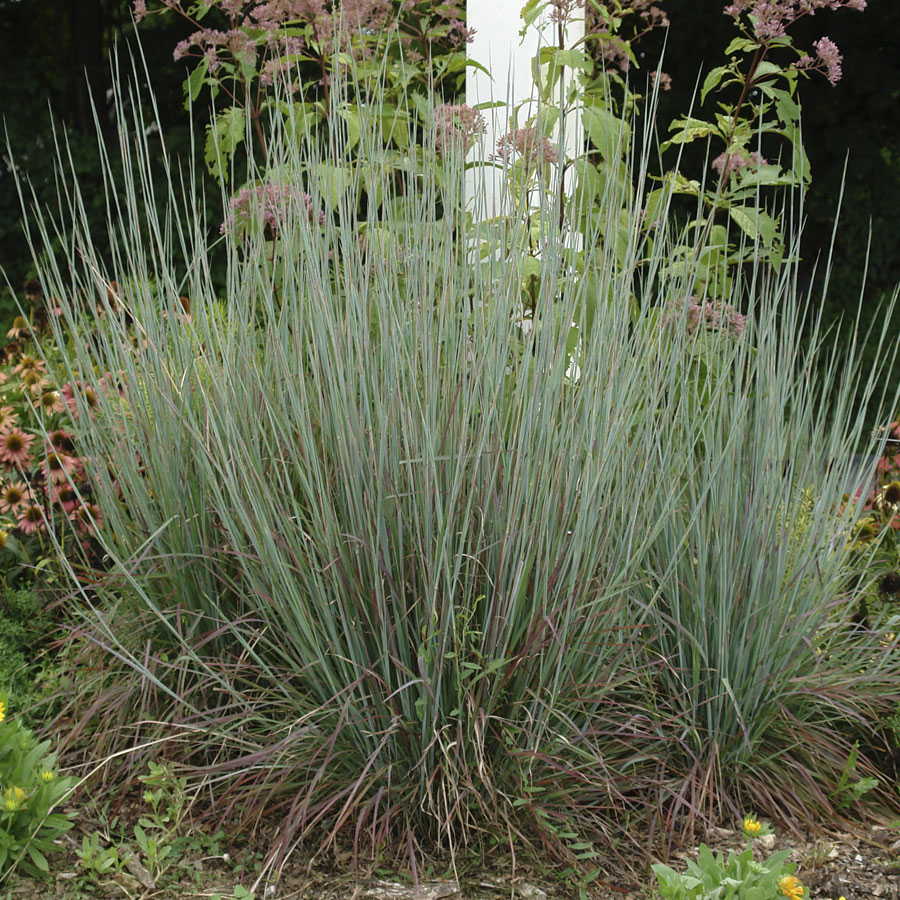 Grass Image 1
