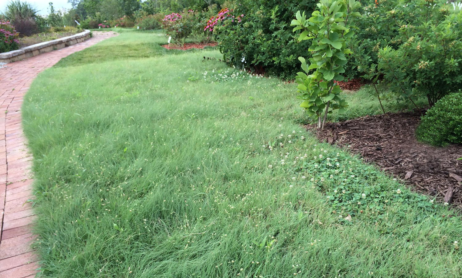 Grass Image 4