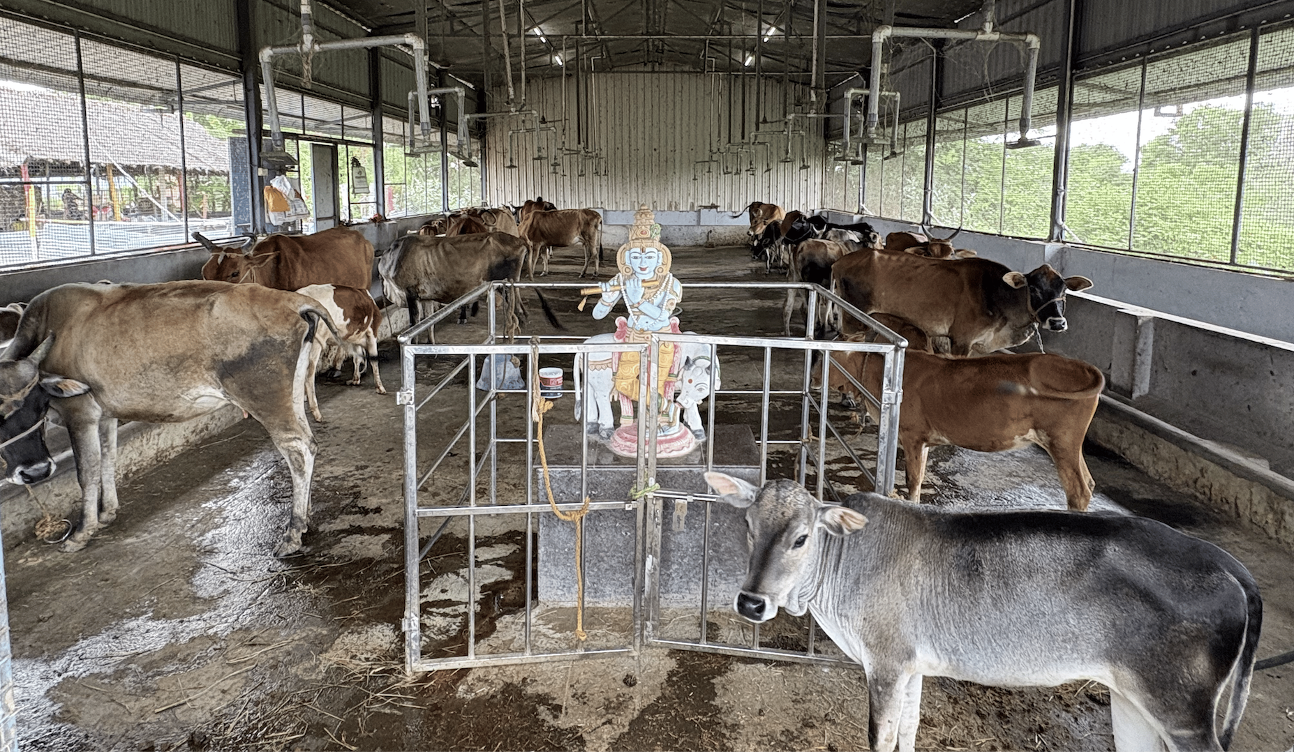 Cow Seva donation