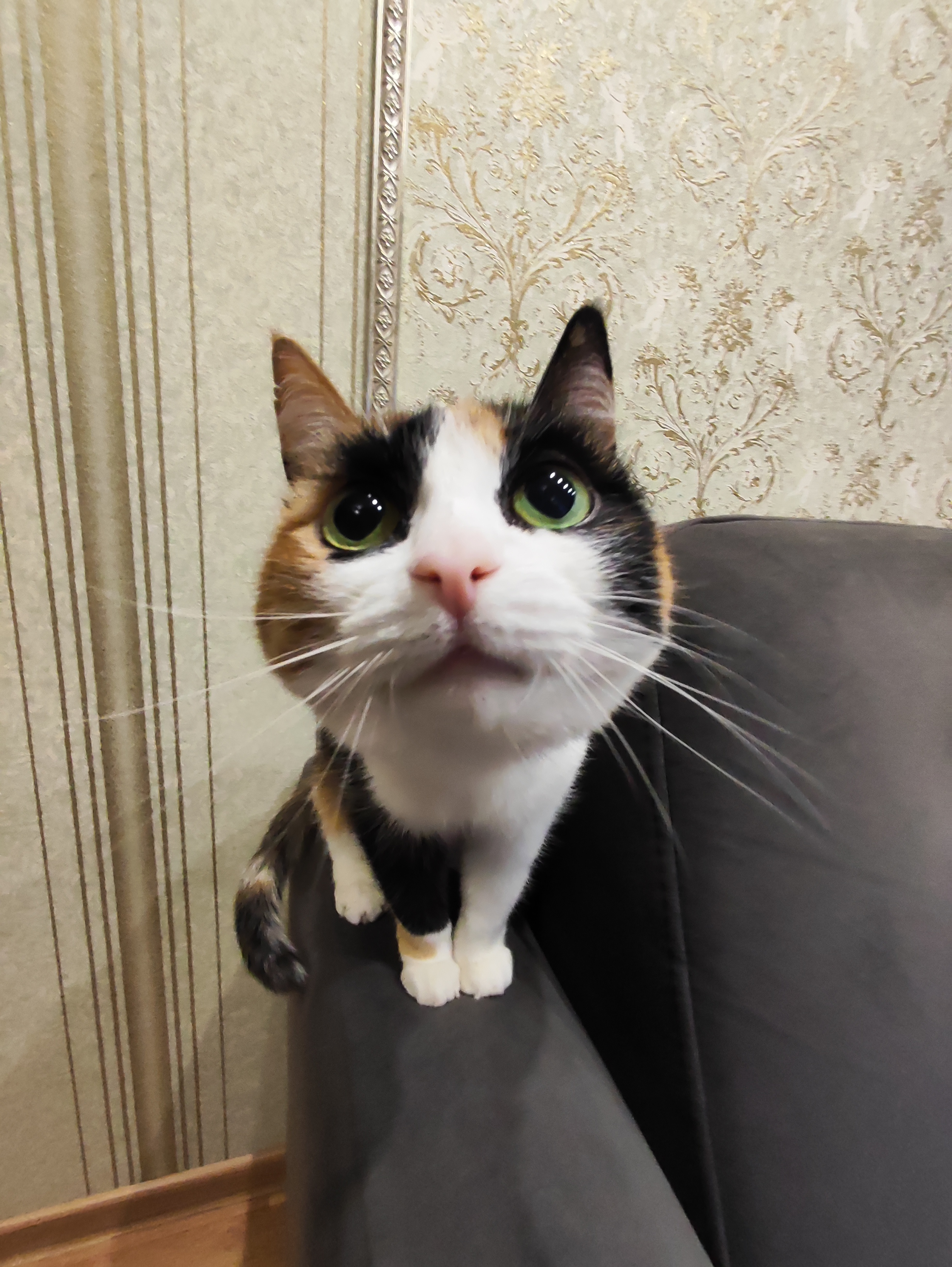 Кошка Лариса