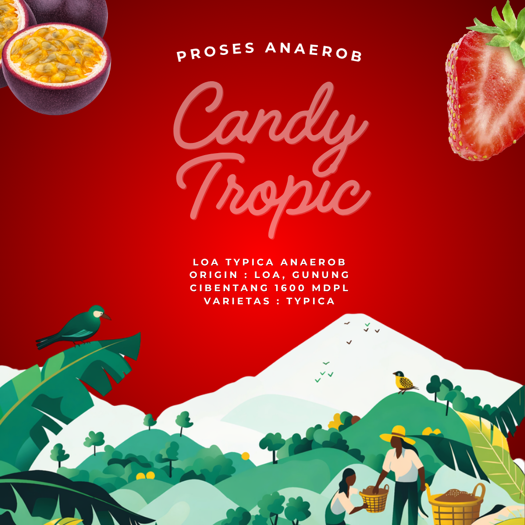 Candy Tropic Origin and Process
