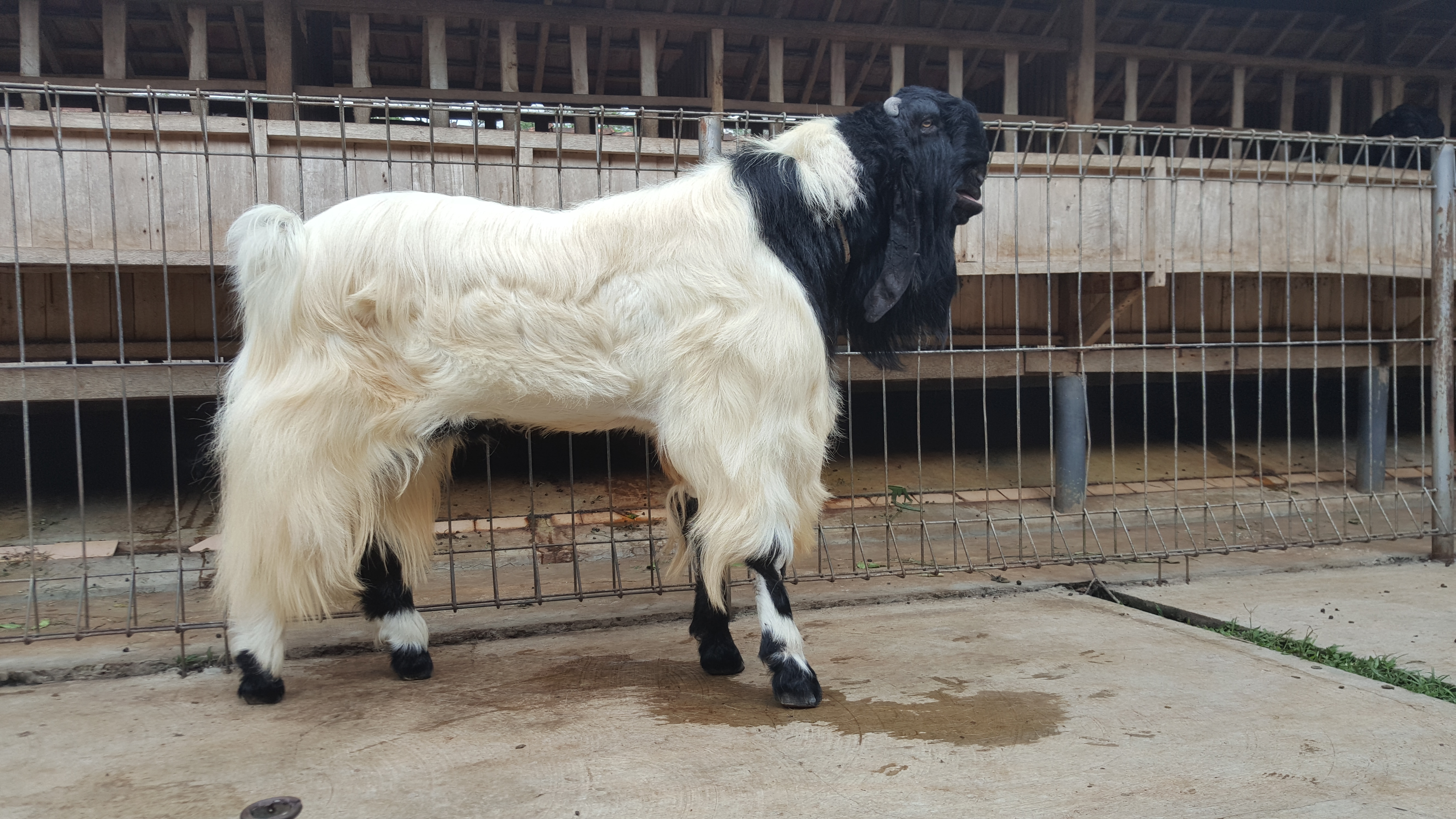Kambing Tipe A03