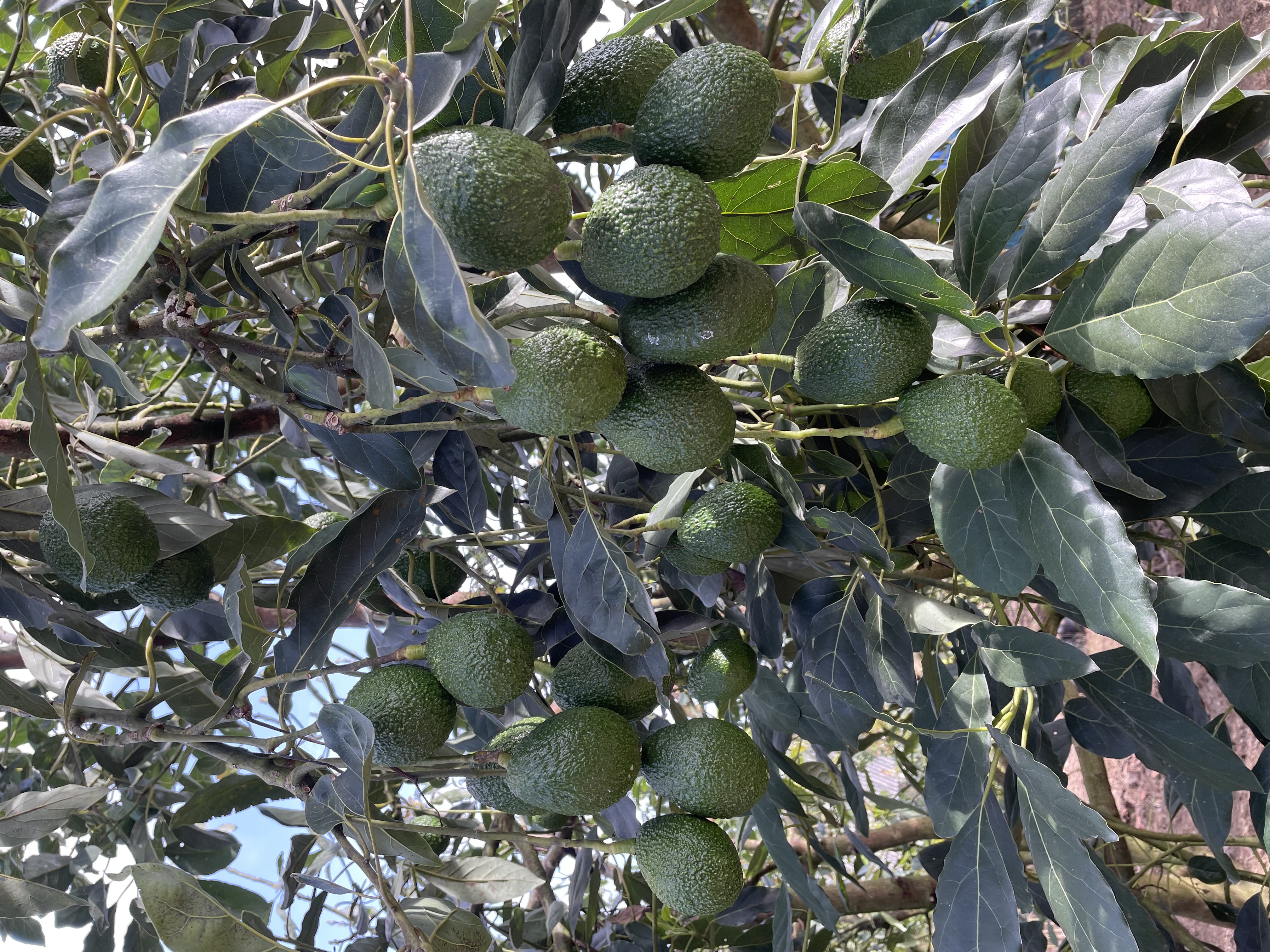 Sustainable avocado farming