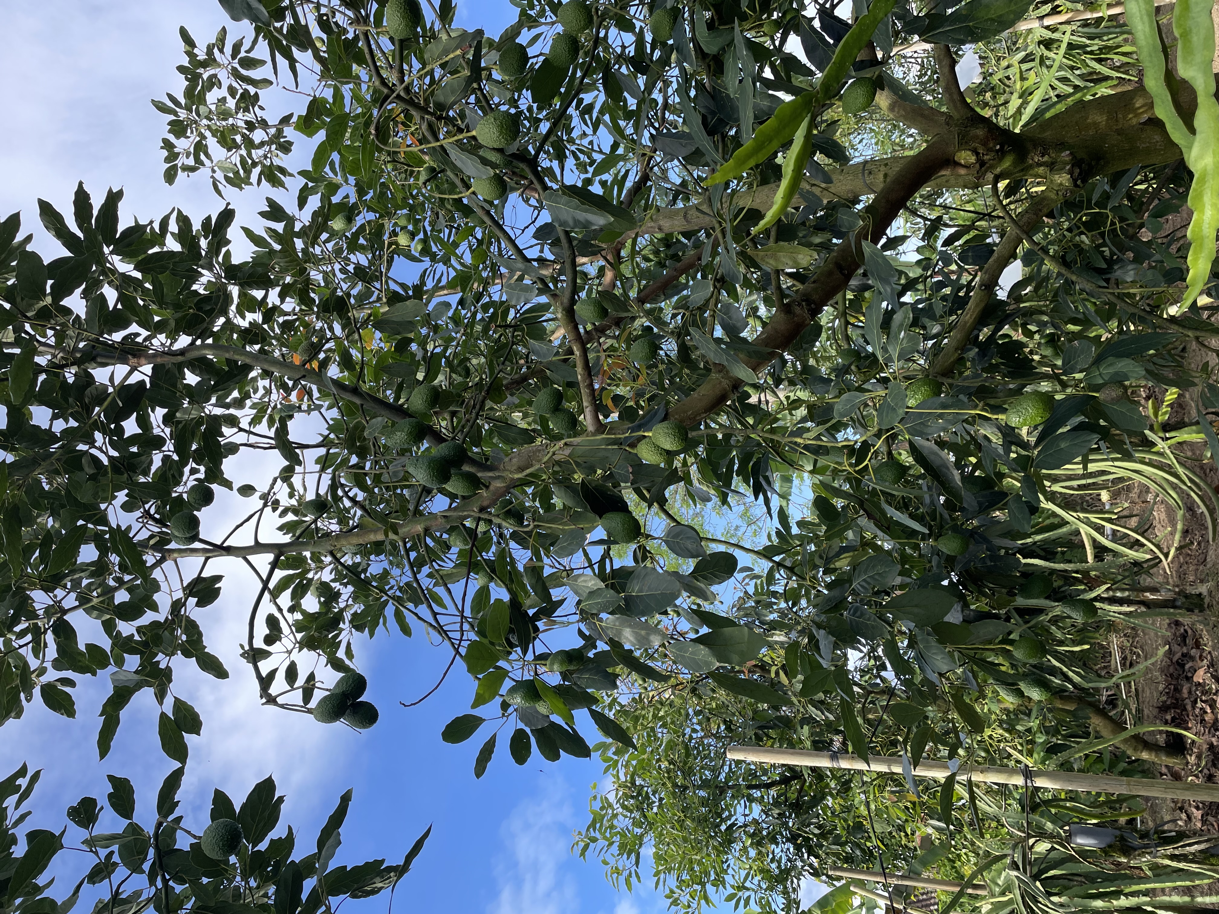 Avocado plantation in East Java Indonesia